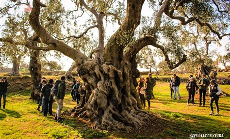 Ulivi secolari in Puglia