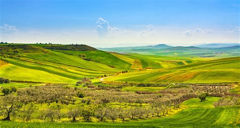 Paesaggio delle colline marchigiane con campi di anice