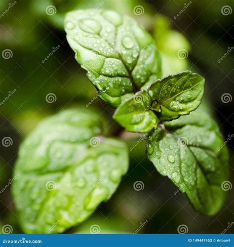 Foglie di menta piperita fresca
