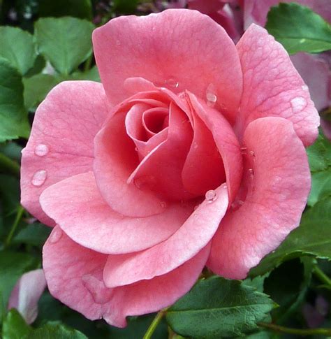 Fiori di rosa per l'estrazione dell'acqua di rose