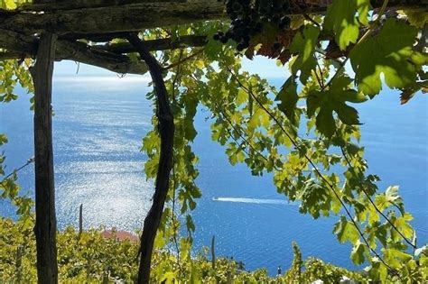Vigneti siciliani con vista sul mare
