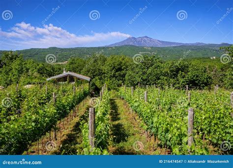 Paesaggio vulcanico dell'Etna con vigneti