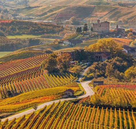 Vigneti di Nebbiolo nelle Langhe