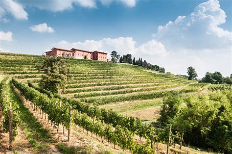 Panorama di vigneti nel Nord Italia