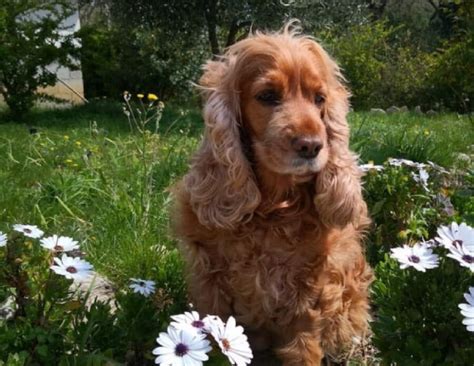Una cucciola di Cocker Spaniel che riceve un collare
