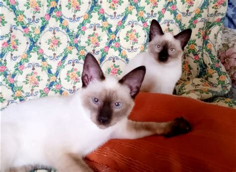 Due gatti siamesi che combinano guai in una casa