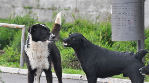 Due cani che fermano un carro dell'accalappiacani