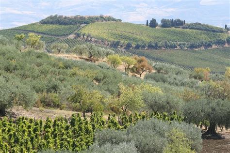 Vigneti in Sicilia con uve Nero d'Avola e Frappato
