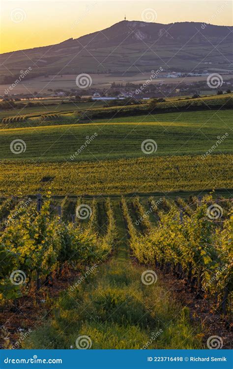 Vigneti rigogliosi sotto il sole