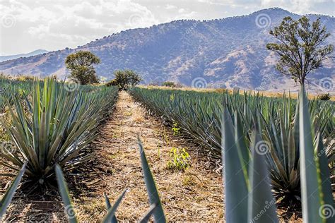 Piantagione di agave blu