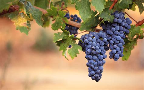 Grappolo di uva Maiolina