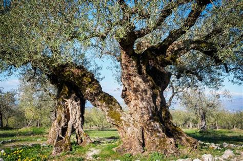 Alberi di ulivo secolari in una tenuta toscana