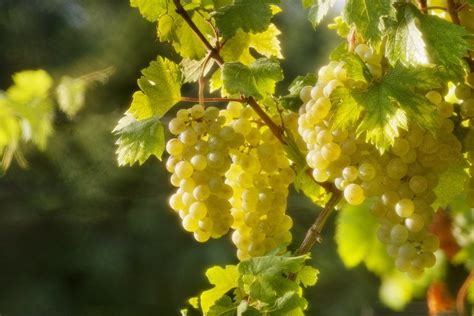 Grappoli di uva Glera