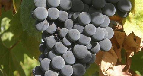 Un primo piano di un grappolo di uva Montepulciano matura