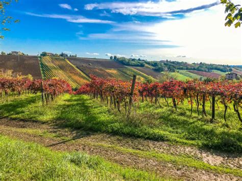 Vigneti del Lambrusco sotto il sole di Modena