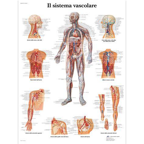 Diagramma del sistema vascolare del pene