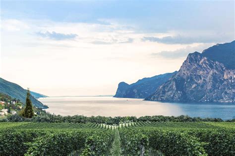 Vigneti sul Lago di Garda