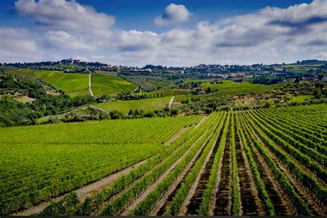 Vigneti biologici in Italia