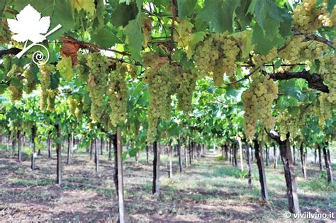 Forma di allevamento a pergola abruzzese