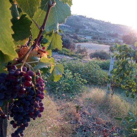 Vigneti di Syrah in Sicilia