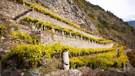 Vigneti terrazzati in Valle d'Aosta