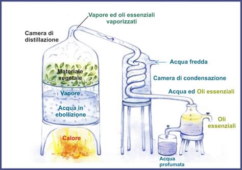 Schema di distillazione a vapore per oli essenziali