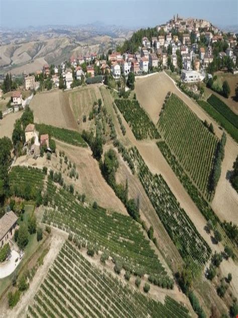 Colline marchigiane con vigneti
