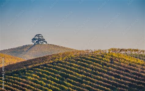 Vista panoramica delle colline romagnole con vigneti