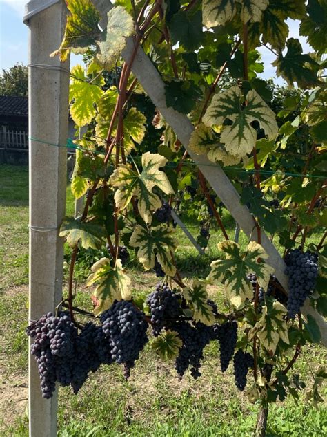 Una vigna rigogliosa con grappoli d'uva matura