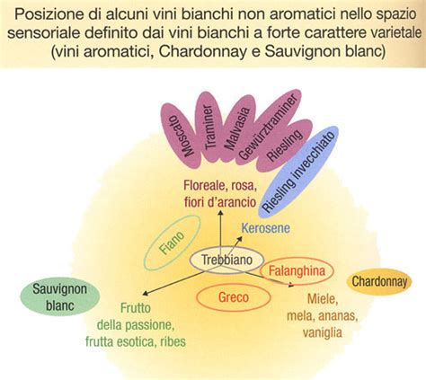Diagramma delle molecole aromatiche nel vino