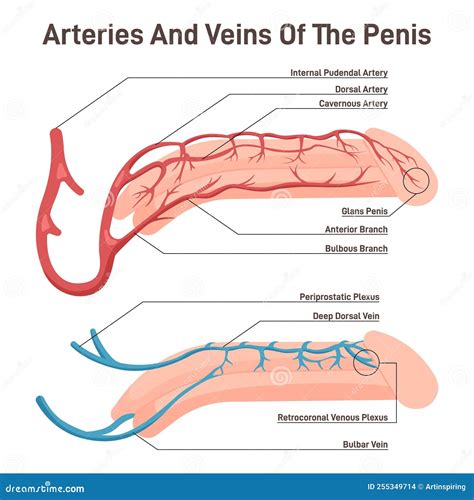 Schema anatomico del pene umano con evidenziate le zone erogene