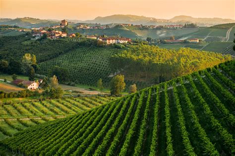 Colline venete con vigneti