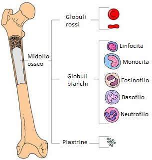 Cellule megaloblastiche nel midollo osseo