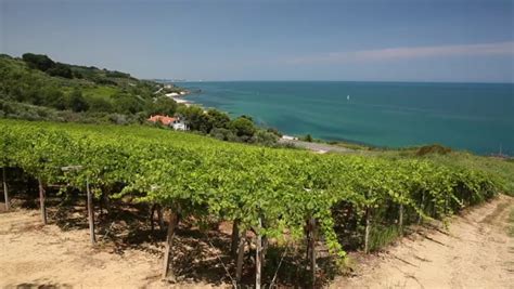 Vigneti in Abruzzo con il mare sullo sfondo