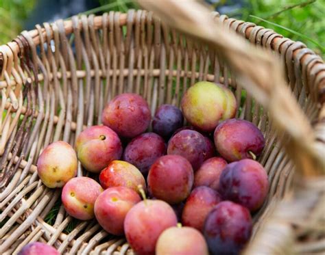 Immagine di prugne fresche pronte per la distillazione