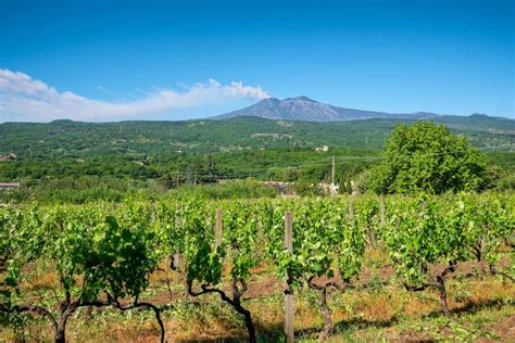 Vigneti terrazzati sull'Etna