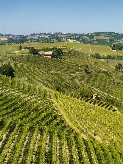 Vigneto di Chardonnay in Emilia-Romagna