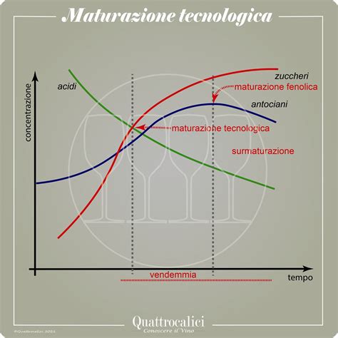 Grafico della curva di maturazione zuccheri/acidità per il Frappato
