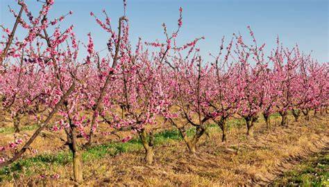 Frutteto di peschi in fiore