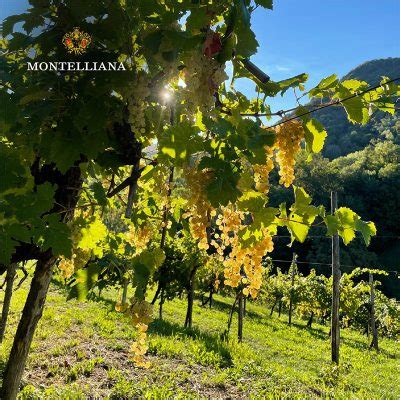 Vigneti sui Colli Asolani