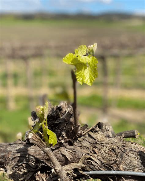 Vigneti in collina con i primi germogli