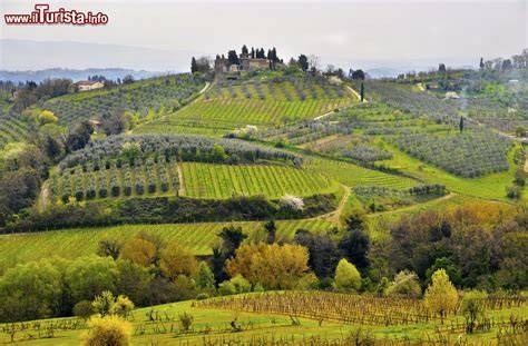 Paesaggio collinare dell'Emilia-Romagna con vigneti