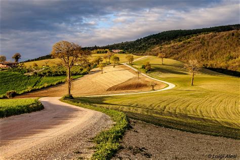 Paesaggio collinare delle Marche con alberi di visciolo