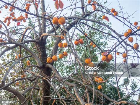 Dettaglio dei frutti di visciolo su un ramo