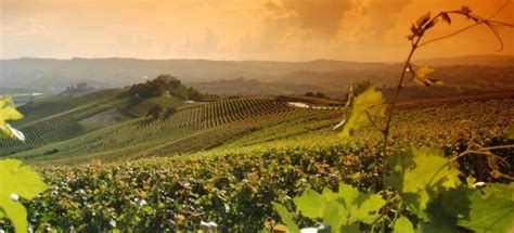 Paesaggio vitivinicolo della Toscana