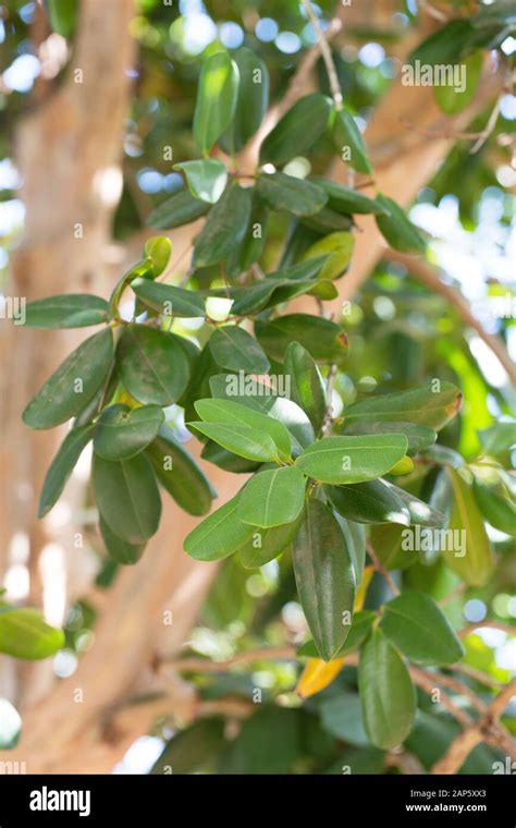 Albero di Bay (Pimenta racemosa)