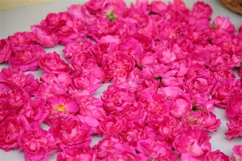 Composizione di petali di rosa damascena