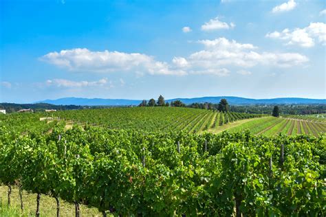 Panorama collinare del Collio con vigneti