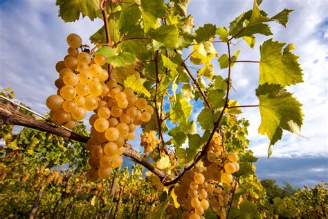 Grappoli d'uva bianca del Collio, come Ribolla Gialla e Friulano