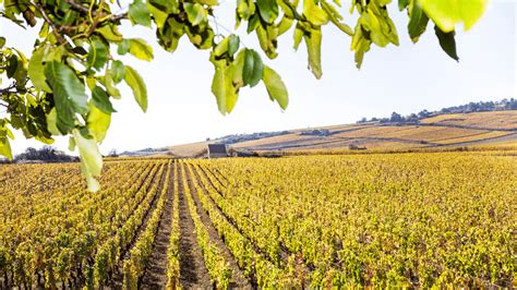 Vigneti di Chardonnay in Borgogna